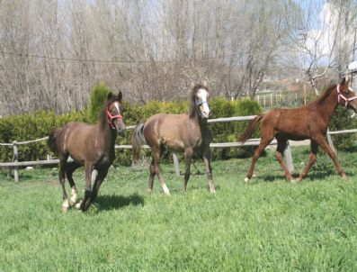 KRAL ABDULLAH - Hipodrumda Koşan Ünlü Arap Atları Yozgat'ta Yetiştiriliyor