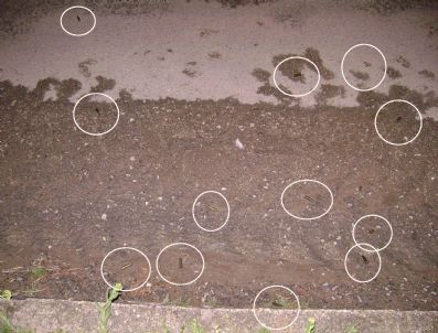 HÜSEYIN KOÇ - Hain Saldırıyla İlgili Olarak Olay Yerinde 78 Boş Kovan Ele Geçti