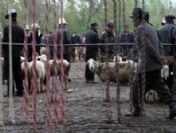 Kyrgyzstan Catle Market