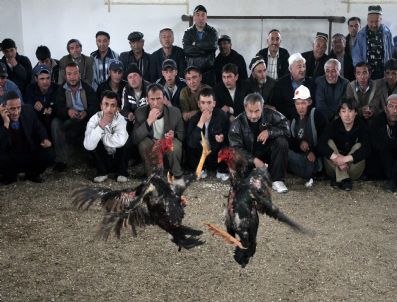 Kyrgyzstan Roosters Fıght