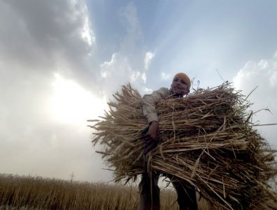 MANMOHAN SINGH - Indıa Agrıculture Wheat Harvest