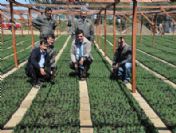 Mersin'de Ağaçlandırma Çalışmaları