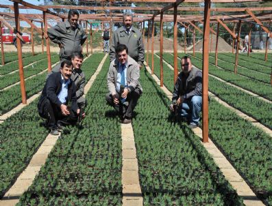 Mersin'de Ağaçlandırma Çalışmaları