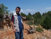 Yaban Domuzuna Karşı Tel Örgü Önlemi