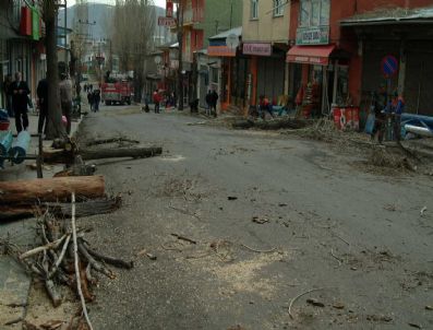 FARUK KÖKSOY - Ardahan'da Kavak Ağaçları Kesiliyor