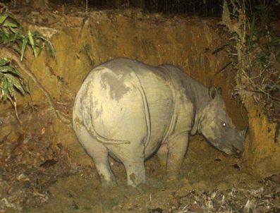 Malaysıa Borneo Rhıno