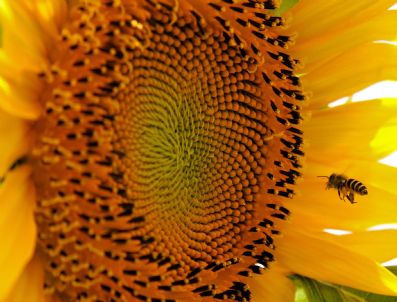 Phılıppınes Summer Sunflowers