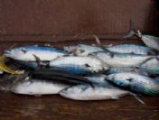 Senegal Feature Package Artısan Fıshıng