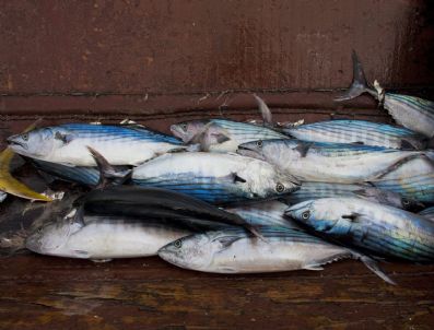 Senegal Feature Package Artısan Fıshıng