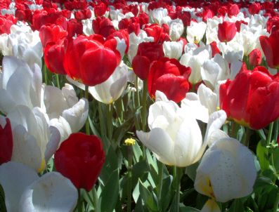 EKVADOR - Yanardağ patlaması Türk çiçek ihracatını arttırdı