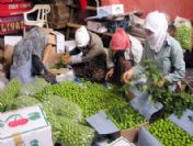 Yeşil Erik Piyasada