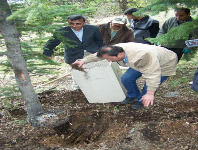 KURUCUOVA - Beyşehir Ormanlarına Böcek Düşmanı Karıncalar Bırakıldı