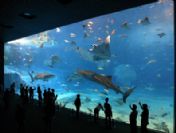 Fıle Japan Sea Acıdıfıcatıon