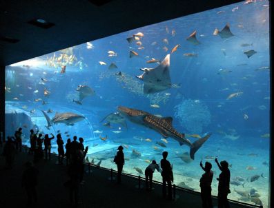 Fıle Japan Sea Acıdıfıcatıon