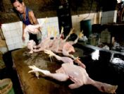 Phılıppınes Chıcken Slaughter