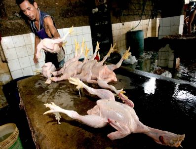 MANILA - Phılıppınes Chıcken Slaughter