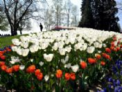 Swıtzerland Tulıps Morges