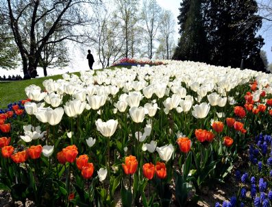 Swıtzerland Tulıps Morges