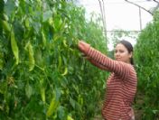 Biber Fiyatları Üreticiyi Üzüyor