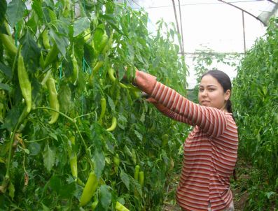 MAVIKENT - Biber Fiyatları Üreticiyi Üzüyor