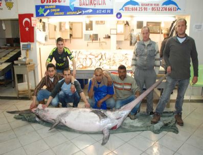 Kuşadası'nda Dev Kılıç Balığı Yakalandı