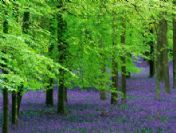 Ana sınıfı öğrencileri ağaç dikti