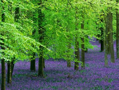 Ana sınıfı öğrencileri ağaç dikti