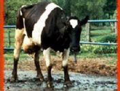 Kırmızı et fiyatları ile ilgili düğmeye basılması tartışmaları da beraberinde getirdi.