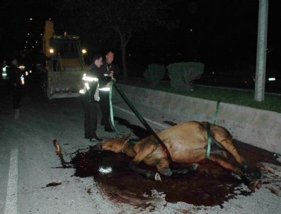 HAYVAN HAKLARı FEDERASYONU - Çanakkaleli Hayvanseverlerden Belediye Veterineri Hakkında Suç Duyurusu