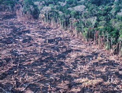 Ormanlar son 5 yıl içinde yüzde 3 küçüldü