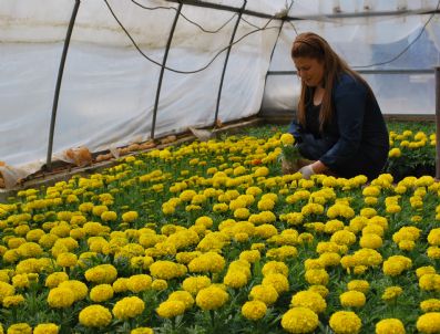 LOKMAN ÖZDEN - Çubuk Belediyesi 100 Bin Süs Bitkisi Yetiştirdi