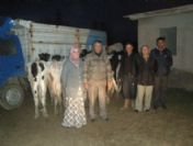 Gediz'de 5 Aileye 3'er Adet Damızlık Düve Dağıtıldı