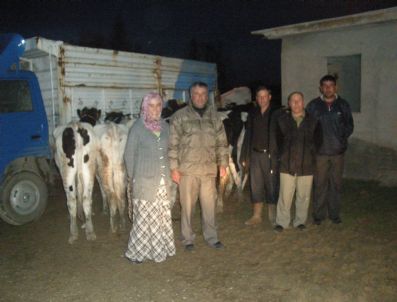 Gediz'de 5 Aileye 3'er Adet Damızlık Düve Dağıtıldı