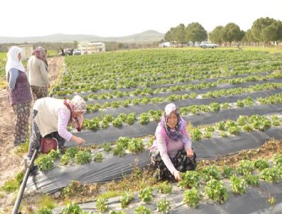 KADRI CANAN - Yuntdağı Köylerinin Geçim Kaynağı Çilek Oldu
