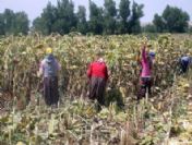 Kemer Belediyesi personeline 1 Mayıs pikniği