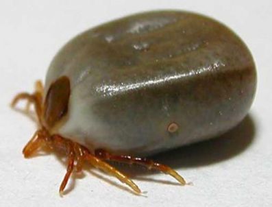 ERARSLAN - YGS'de derece yaptı, arabayı kaptı