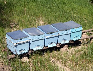 Tut'ta Arılı Kovan Dağıtımı Yapıldı