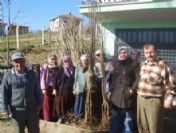 Emet'te Kadın Çiftçilere Ücretsiz Kiraz Fidanı Dağıtıldı