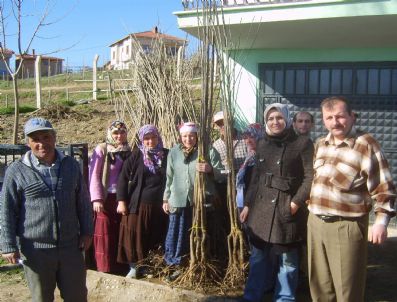 Emet'te Kadın Çiftçilere Ücretsiz Kiraz Fidanı Dağıtıldı