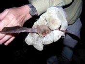 Havran'da Merak Edilen Yarasalar Ortaya Çıktı