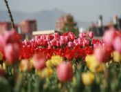 Karaman Kalesi Lalelerle Rengarenk Oldu