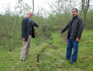 DEDELI - Ordu'da Fındık Bahçelerinde Toprak Kayması
