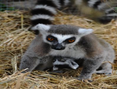 'Bizim Lemurlar'ın Adını İzmirliler Koydu