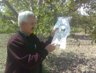 Elma Kurduna 'Aşk Tuzağı'