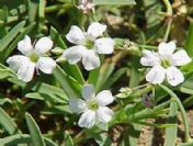 Kansere karşı son umut: Çöven otu