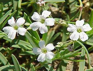 Kansere karşı son umut: Çöven otu