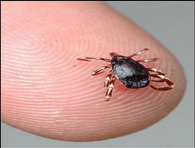 Kenede Risk Alanlarına Dikkat