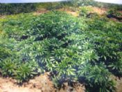 Tekirdağ'da 5 Bin Kök Kenevir Yakalandı