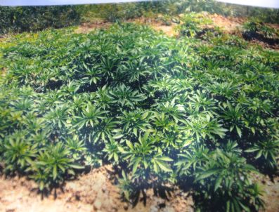 Tekirdağ'da 5 Bin Kök Kenevir Yakalandı