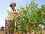 Araban'da Narcılık Gelişiyor